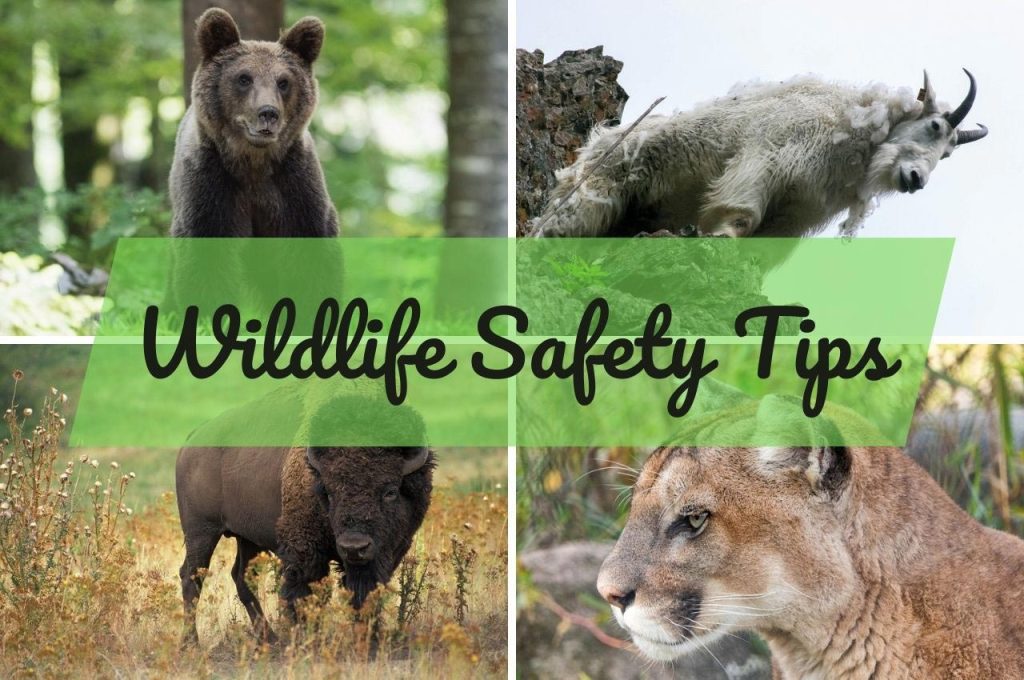 wildlife safety tips